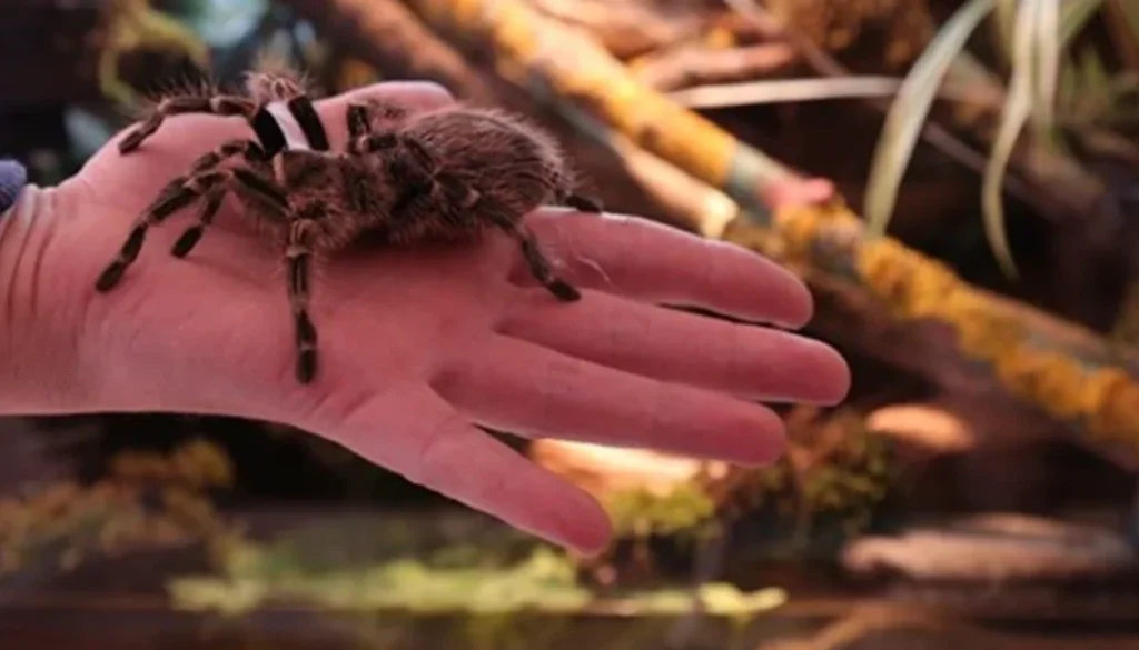 tarantula ısırması