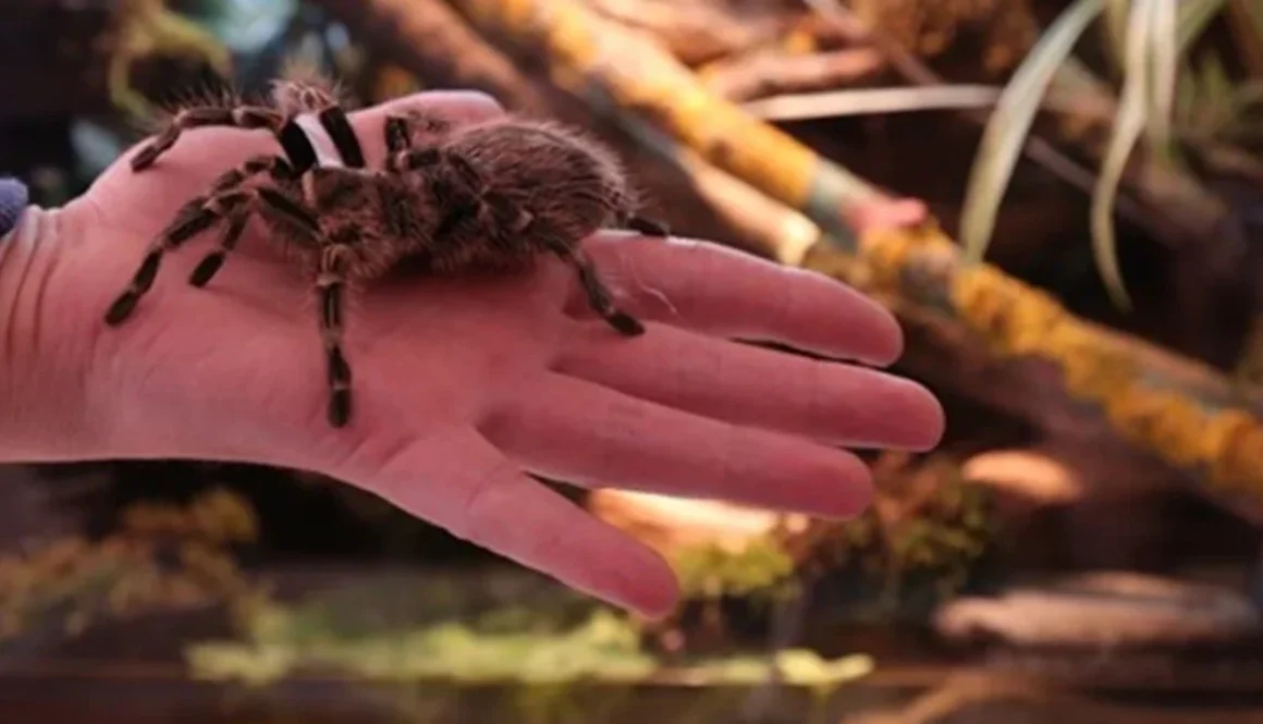 tarantula ısırması