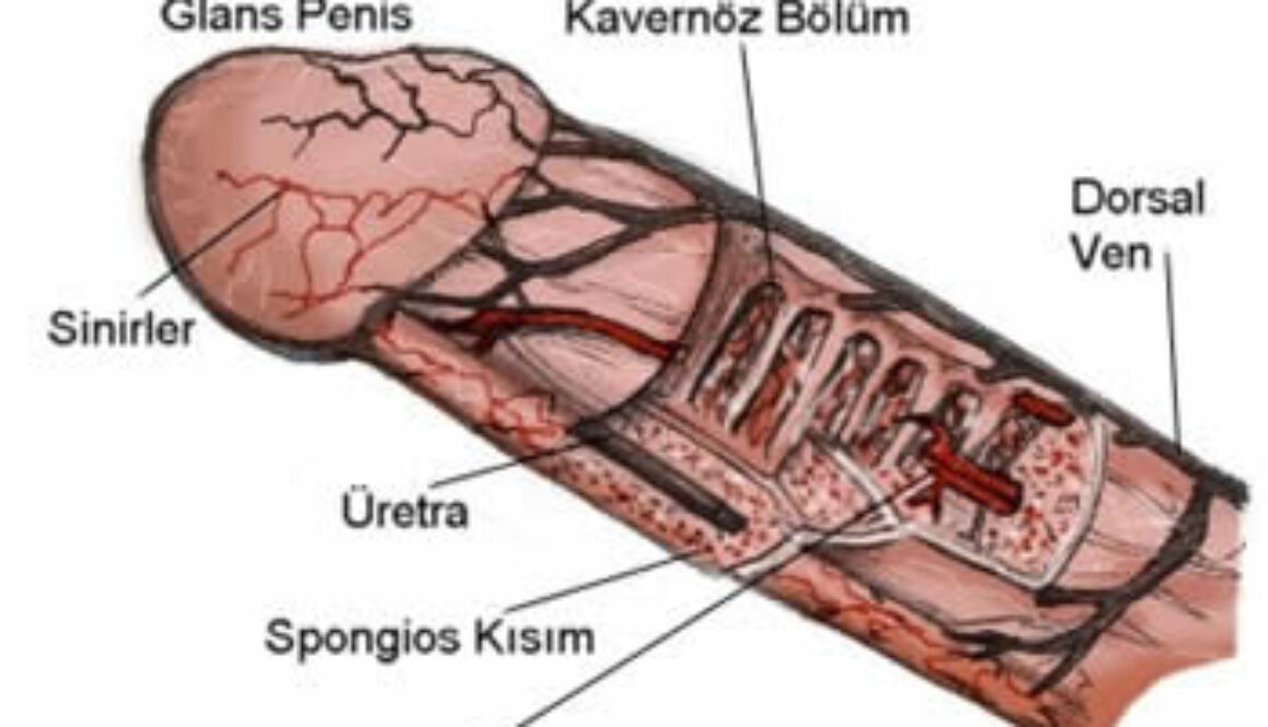 Gevşek penis